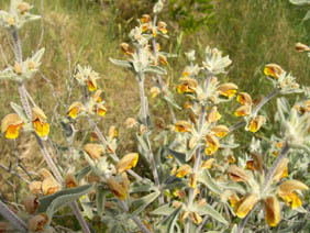 Phlomis crinita